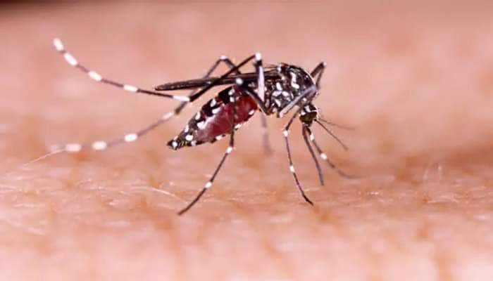 Dengue கொசுக்கள் கொரோனாவிலிருந்து உங்களைப் பாதுகாக்கும் தெரியுமா?    title=