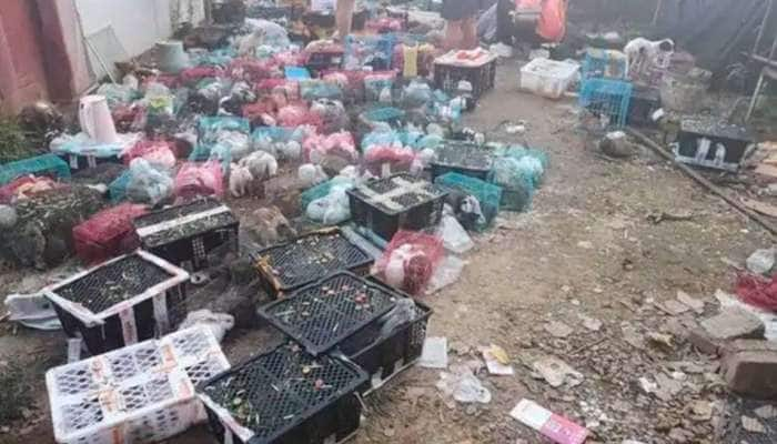 China horror: ஆன்லைனில் வாங்கப்பட்ட 4000 செல்லப் பிராணிகளுக்கு நேர்ந்த அவலம்!! 