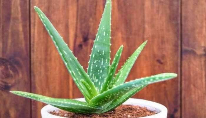 பல நன்மைகள் கொண்ட Aloe Vera-வில் பல Side effects-சும் உள்ளன என்பது உங்களுக்குத் தெரியுமா title=