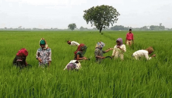 Kisan Credit Card மூலம் வாங்கும் கடனை எதற்கு பயன்படுத்த வேண்டும்; அறிந்துக்கொள்க title=