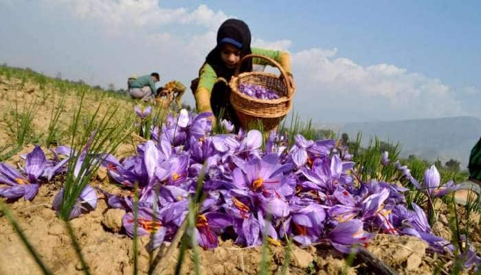 காஷ்மீரில் மட்டும் மலரும் குங்குமப்பூ இனி வட கிழக்கு இந்தியாவிலும் பூக்கும்...!!!!