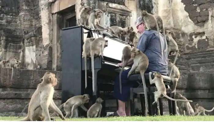  Thailand: பாரம்பரிய இசையை கேட்டு பசியாறும் பசித்த குரங்குகள்  