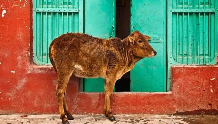 கர்நாடகா சட்டசபையில் பசுவதை தடுப்பு மசோதா நிறைவேற்றப்பட்டது  title=