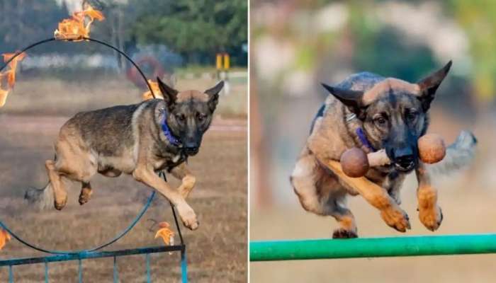 ‘Cop of the month’ விருது வாங்கி வைரல் ஆகும் சூப்பர் dog