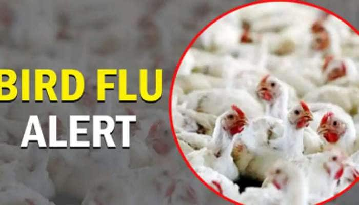 Bird Flu சமயத்தில் முட்டை, சிக்கன் சாப்பிடலாமா? WHO என்ன சொல்கிறது?