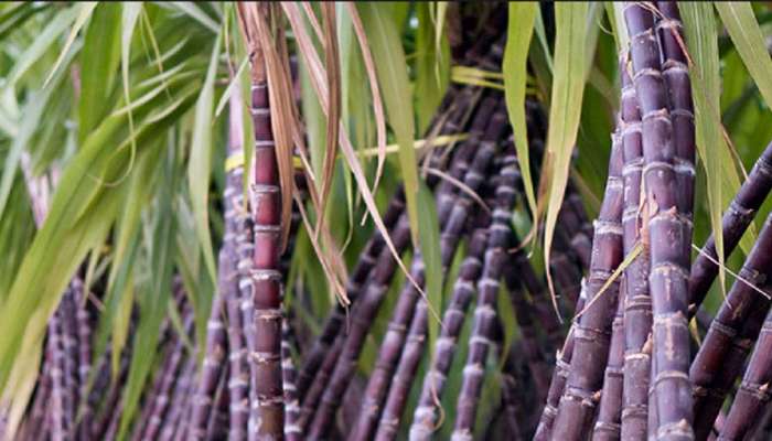 Sugarcane: கரும்பு வாங்கலையோ கரும்பு... பொங்கல் வந்தாச்சு.... 