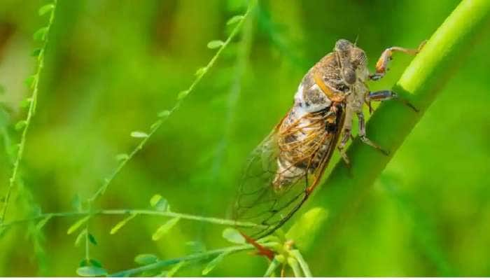 ‘Insect Apocalypse’ என்றால் என்ன தெரியுமா? உலகம் அழிவை நெருங்கிவிட்டதா?