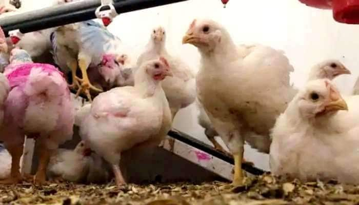 Bird Flu: பறவை காய்ச்சலின் அறிகுறிகள் மற்றும் ஆபத்து எவ்வளவு?