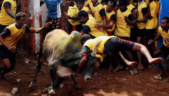 பார்த்து மகிழுங்கள் பாரம்பரிய விளையாட்டு ஜல்லிக்கட்டு in Pics 