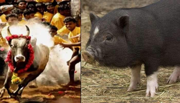 Jallikattu காளைகளுடன் போட்டி போடுகிறதா பன்றி பிடி? காரணம் என்ன?