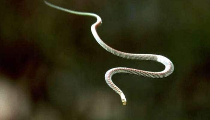 காற்றில் பறக்கும் Flying Snakes: காரணத்தை கண்டுபிடித்த விஞ்ஞானிகள் title=