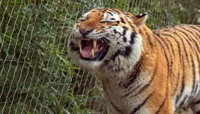 பாயும் புலியும் கிச்சு-கிச்சு மூட்டினால் சிரிக்கும், வைரலாகும் Tiger Laughing Video