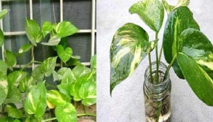 Vastu Tips: Money Plant வீட்டில் வைப்பதற்கு முன் இந்த உண்மைகளை அறிந்து கொள்ளுங்கள்!