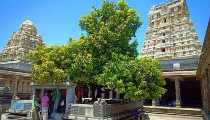 Spiritual Trees: தல விருட்சம் பற்றிய சுவாரசியமான தகவல்கள், 8 புனித மரங்கள் கொண்ட கோவில் எது? 