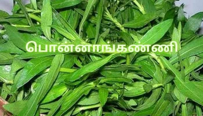 Herbal medicine: உடலை பொன்னிறமாக்கும் பொன்னாங்கண்ணி கண்களுக்கு ஒளியூட்டும் title=