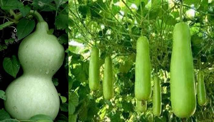 Health Tips: இசைக்கருவியாக பயன்படும் இந்தக் காய் உடலுக்கு புத்துணர்ச்சி ஏற்படுத்தும் நீர்க்காய் title=