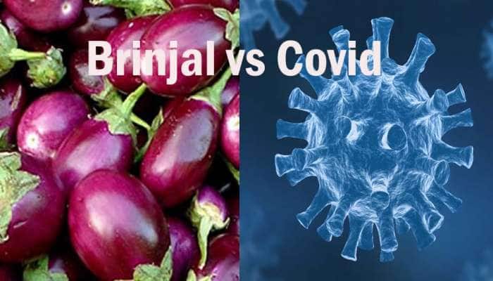 COVID Cure:கொரோனாவை கட்டுப்படுத்துமா கத்திரிக்காய் சொட்டு மருந்து?