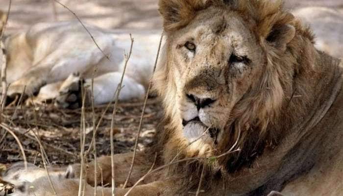 Nine Lions test positive: வண்டலூர் பூங்காவில் 9 சிங்கங்களுக்கு கொரோனா