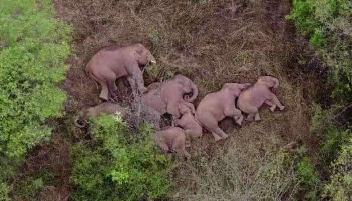 Elephant family: 500 கி.மீ வீதியுலா வரும் சீனாவின் யானை மந்தைகள் Viral