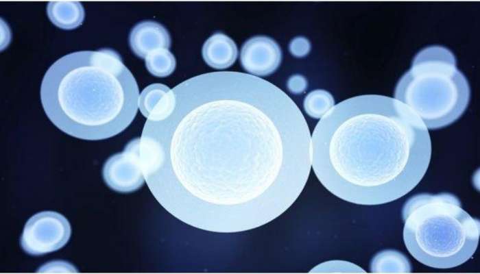 Stem cell: தீராத நோய்களுக்கு வரப்பிரசாதம் ஆகும் ஸ்டெம் செல் சிகிச்சை