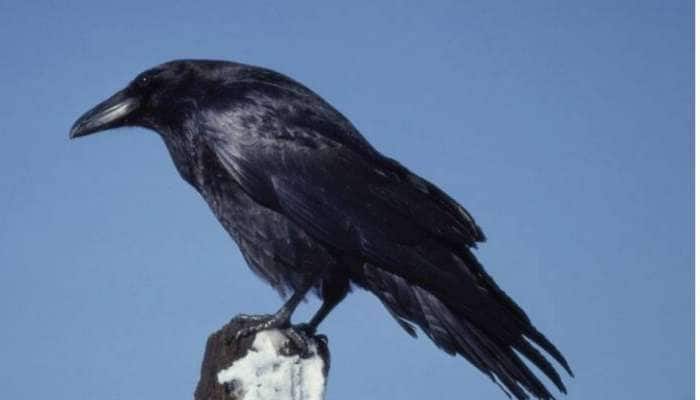 Tamil crow