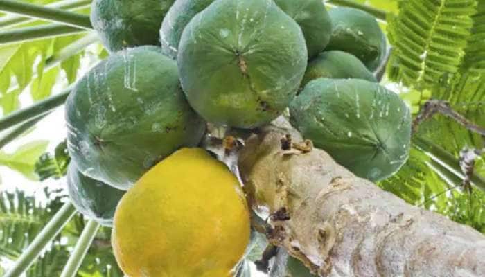 Papaya leaf juice: பப்பாளி இலை ஜுஸ்; இவ்ளோ நன்மைகளா
