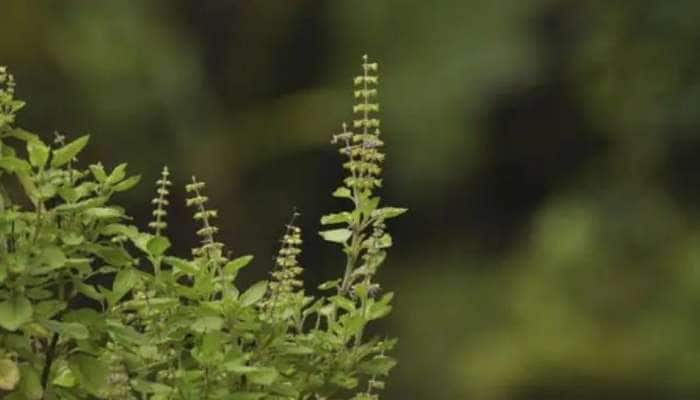 Tulasi plant: துளசிச் செடியை ஏன் வீட்டில் வைக்க வேண்டும்