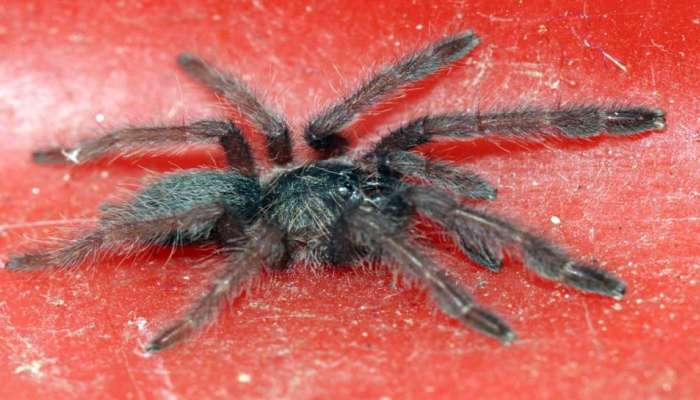 Spider Smuggling: கடத்தப்படும் உயிருள்ள சிலந்திகள்! பின்னணி என்ன?