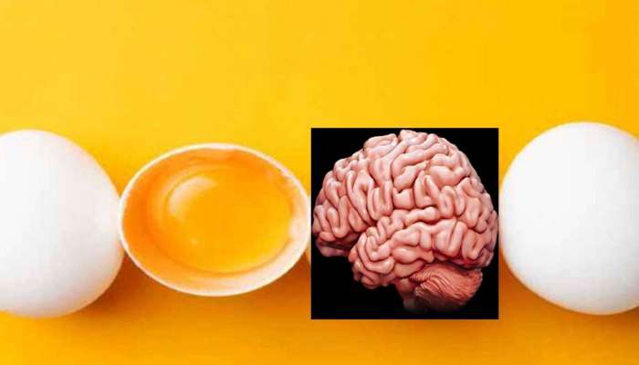 Eggs on Brain Health: முட்டையின் சூப்பர் சத்துக்கள் என்ன தெரியுமா? title=