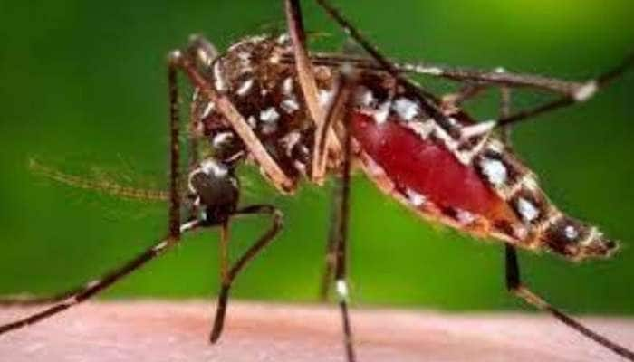 Zika Virus: அதிகரிக்கும் ஜிகா வைரஸ் பீதி, தீவிர நடவடிக்கை எடுக்கும் தமிழக அரசு title=