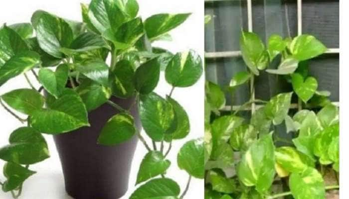 Money Plant: உங்களின் பணம் காய்க்கும் மரமாக இருக்க சில டிப்ஸ்..!!!  title=