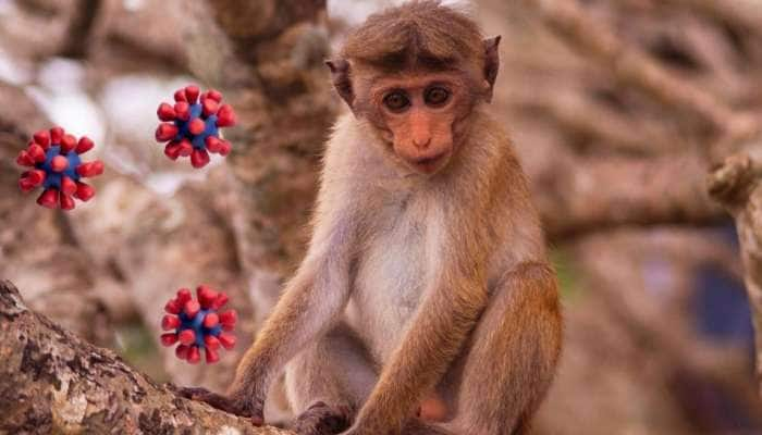 China: இன்னும் கொரோனாவே முடியவில்லை; அதற்குள் பீதியை கிளப்பும் Monkey B வைரஸ்