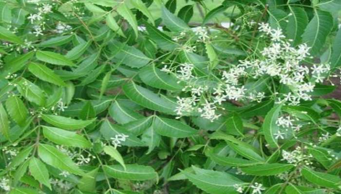 Benefits of Neem: நோய் எதிர்ப்பு சக்தியின் பிறப்பிடம் வேப்பிலை; ஆரோக்கியத்திற்கான வரம் title=