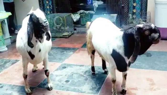 Eid al-Adha 2021: முந்திரி பாதம், ஜூஸ் மட்டுமே சாப்பிடும் ’பிஸ்தா’ ஆடு பற்றி கேள்விபட்டதுண்டா?   title=