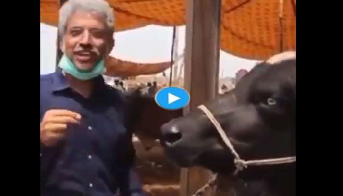 Viral Video: எருமையிடம் பேட்டி எடுத்த நிருபர்! சுவாரஸ்யமாக பதில் அளித்த எருமை! title=