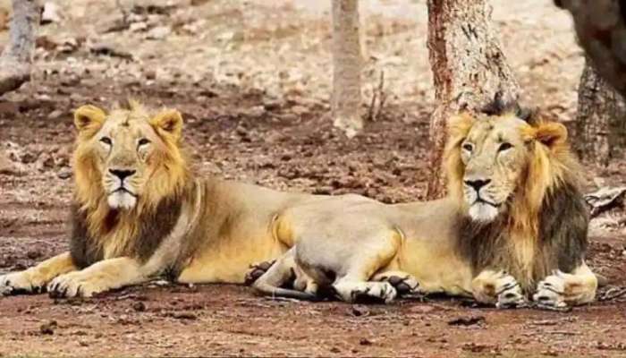  Chennai Zoo: 13 சிங்கங்களுக்கும் கொரோனா இல்லை, பரிசோதனை முடிவுகள் நெகடிவ் title=