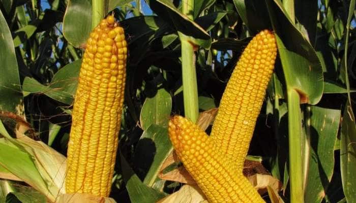 Health benefits of Corn: தினசரி உணவில் சோளத்தை சேர்த்தால் நோயே நெருங்காது