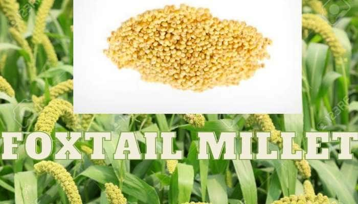 Foxtail millet: ஆரோக்கியமான வாழ்வுக்கு அஸ்திவாரம் போடும் தினை மலட்டு தன்மையை நீக்கும்