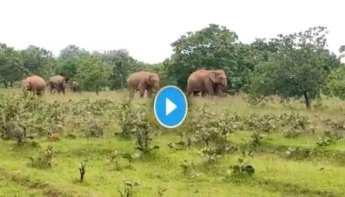 Elephant Viral Video: சிங்கத்தின் கர்ஜனை விட நடுங்க வைத்த யானை பிளிறும் சத்தம்