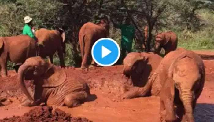 Adorable Video: குதூகலமாக சேற்றில் கும்மாளம் போடும் குட்டி யானைகள்