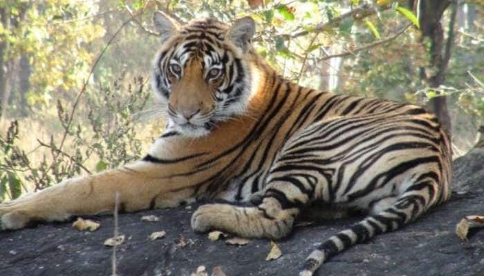 International Tiger Day 2021: துணிச்சலின் சின்னங்களான புலிகளைக் காப்போம்!! title=