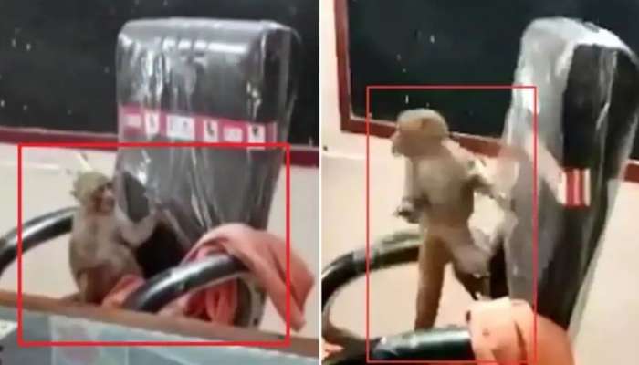 Viral Video: தலைமை ஆசிரியர் நாற்காலியில் அமர்ந்து குரங்கு அடித்த கும்மாளம்!!