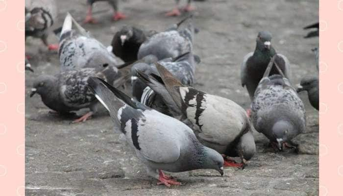 Wealthy and Healthy Birds: இவை பறக்கும் பறவைகள் மட்டுமல்ல, பணக்கார கோடீஸ்வர புறாக்கள்