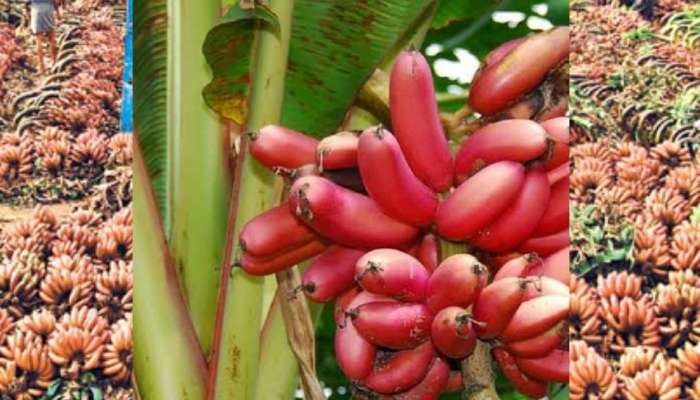Incredible Red banana: செவ்வாழையின் சூப்பர் நன்மைகள்! யார் இதை சாப்பிடக்கூடாது?