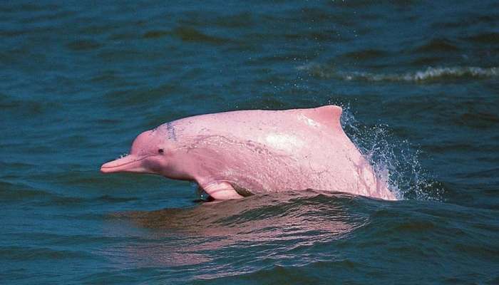 Pink Dolphin: இளஞ்சிவப்பு டால்பினின் அற்புதமான தோற்றம்! இணையத்தில் வைரல்