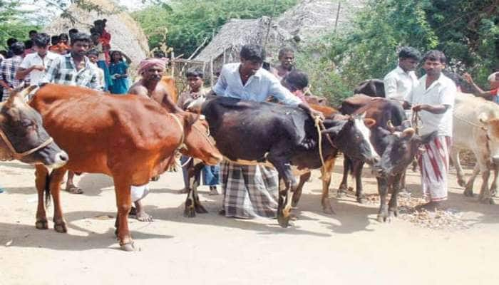 Cattle Care: கால்நடைகளுக்கு கோமாரி நோய் தடுப்பூசி போடும் பணி நாளை உதகையில்  தொடங்கும்