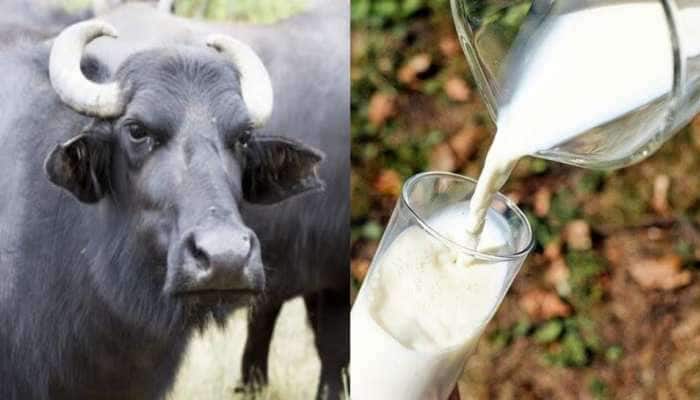 Buffalo milk health benefits: எருமைப்பாலின் நன்மைகள் மற்றும் பயன்கள் என்னென்ன? title=