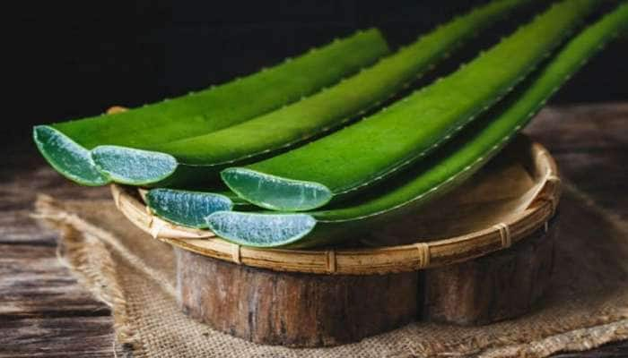 Side Effects Of Aloe Vera On Health: கற்றாழைக்குள்ள இவ்ளோ பிரச்னை இருக்கா