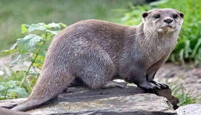 Beavers News in Tamil, Latest Beavers news, photos, videos | Zee News Tamil Beavers News in Tamil, Latest Beavers news, photos, videos | Zee News Tamil