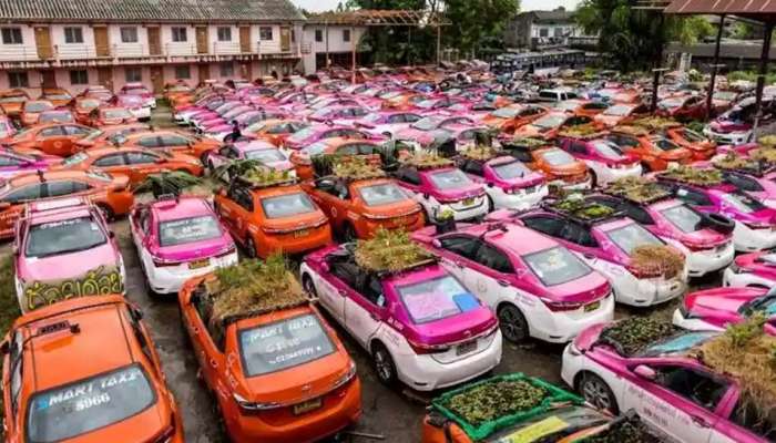 TAXI gardens: மாடித் தோட்டம் சரி, &#039;டாக்ஸி தோட்டம்&#039; கேள்விப்பட்டதுண்டா?